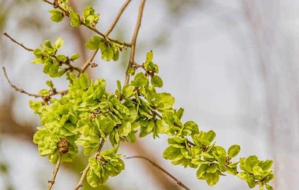 凉拌|65种野菜图片,带你认识不同的野菜和吃法,你想要的野菜这里都有