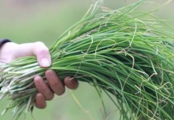 农村|农村里有一种叫做“护肾草”的野菜，曾经是给皇上的贡品！