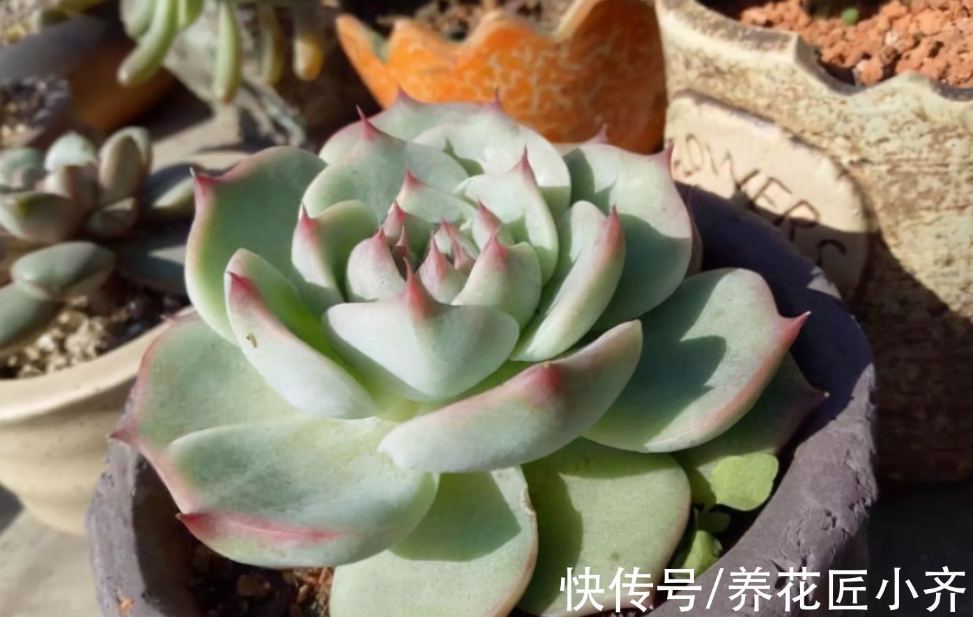花盆|多肉植物“穿裙子”怎么办?学会一招变漂亮,后期状态美