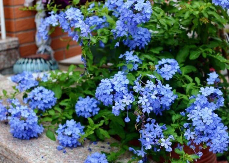 修剪|12月养蓝雪花,不能丢一边不管,几件事早点做,来年早开花