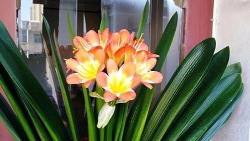 君子兰喜欢1种肥,盆土里挖洞埋一点,叶子比花美!