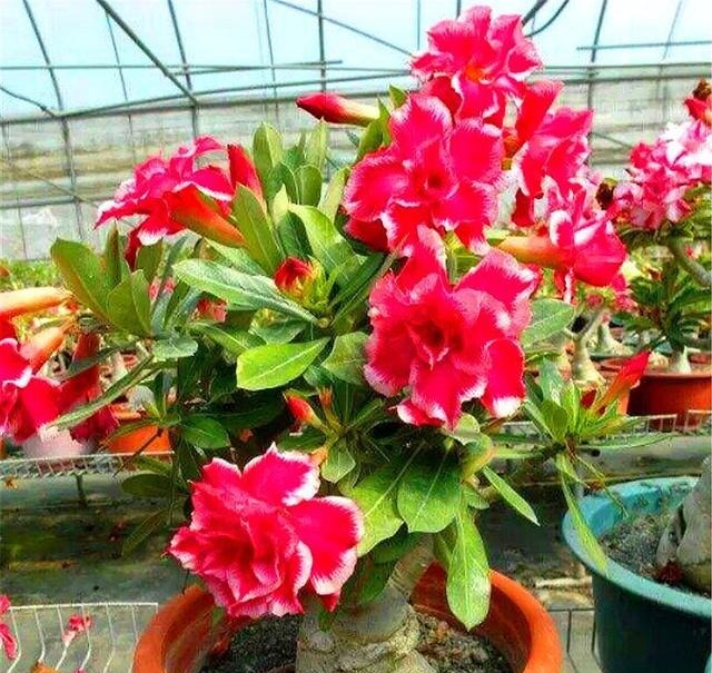 沙漠玫瑰有“4怕”,难怪不开花总烂根,学会了1年花开10个月