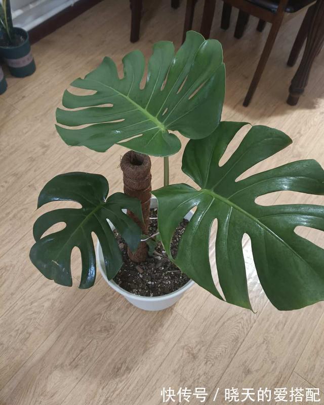 有助于身体健康的三种花，家里务必放一盆