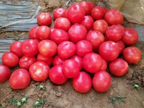 蔬菜|这3种西红柿吃了不利于身体健康,菜贩子自己都不吃,可别买错了