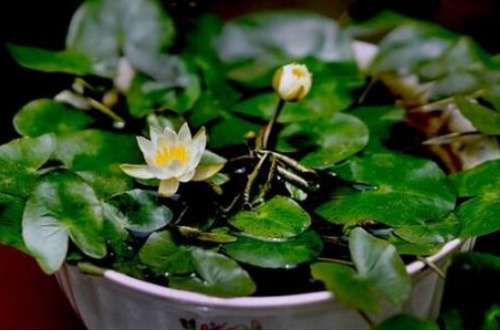 碗莲花儿惹人爱，掌握以下技巧，现在播种，夏天开花不是问题