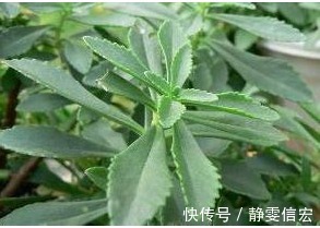 土人参|以下几种野菜,能降血压血脂,消除咽喉发炎,超乎想象