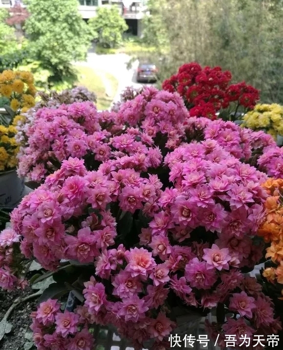 花盆|长寿花有“4喜3怕”,避开小坑,快速开花一大片,太省心了