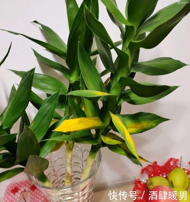 5种“吉利花”,冬天是“难关”,再漂亮也别买,买了也是浪费钱!