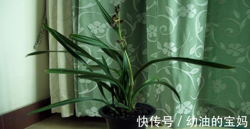 退休老夫妻传授经验:冬天暖房养兰花,抓住这3点很关键