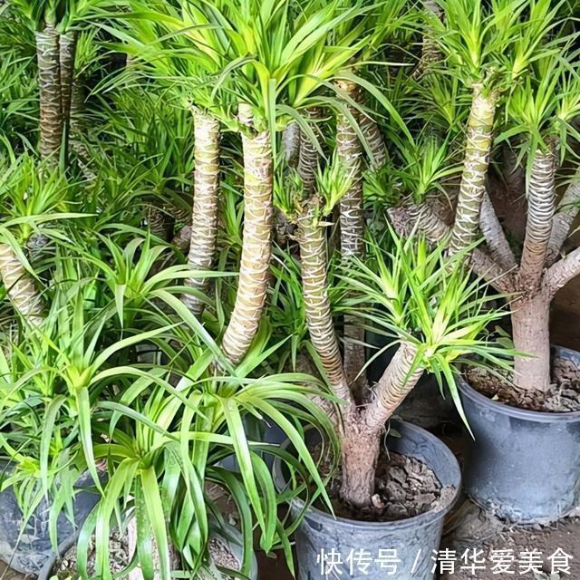 龙骨|室内想养“大盆镇宅花”,建议从这10种里面选,听名字就很霸气