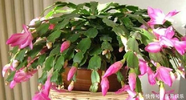 家中常见3种事物,是顶级养花“神器”,见到别浪费,养啥花都旺