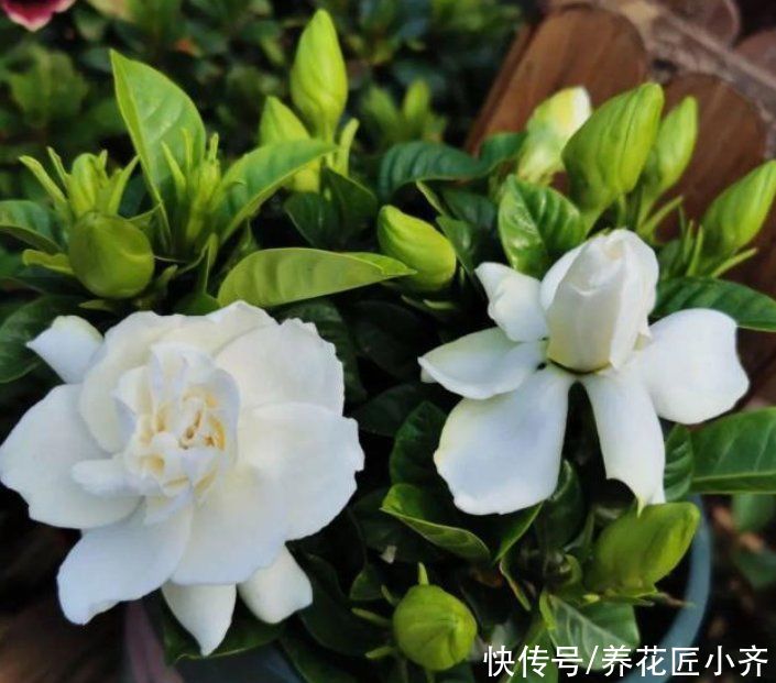 夏季高温，栀子花有“3喜3怕”，抓住生长旺季，下次花量翻倍