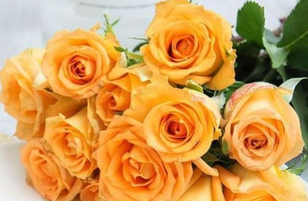 喜欢玫瑰,就养盆“精品玫瑰”假日公主,活力四射,高贵优雅!