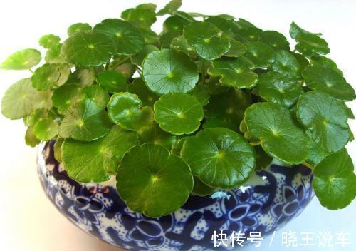 龟背竹|冬天天气干燥,家中摆放这四种盆栽,如同买了一个空气加湿器回来