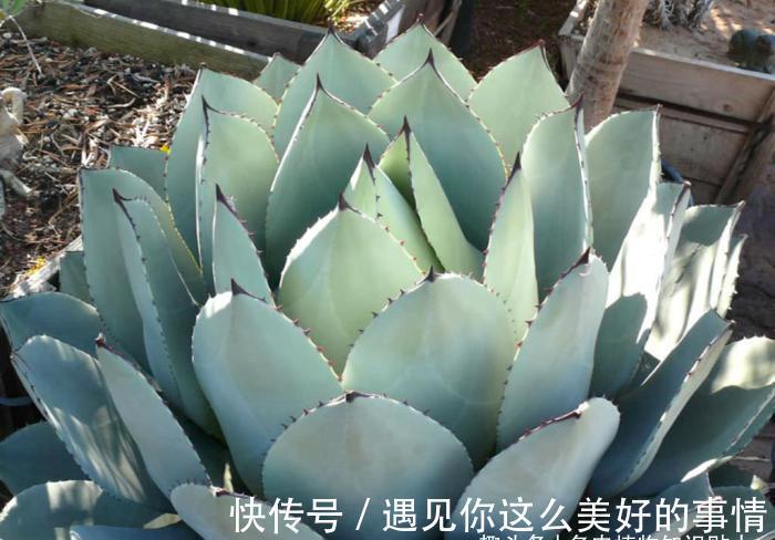 10种最耐寒的多肉植物,零下了都不会死,新手就养它们吧