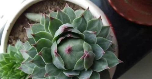 多肉一到夏季就休眠这3种长出“小包子”，照样美美哒