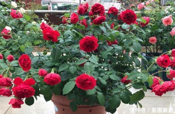 春鹃|4种花是花卉中的佼佼者,花朵硕大、一盆开花100朵,天天能赏花