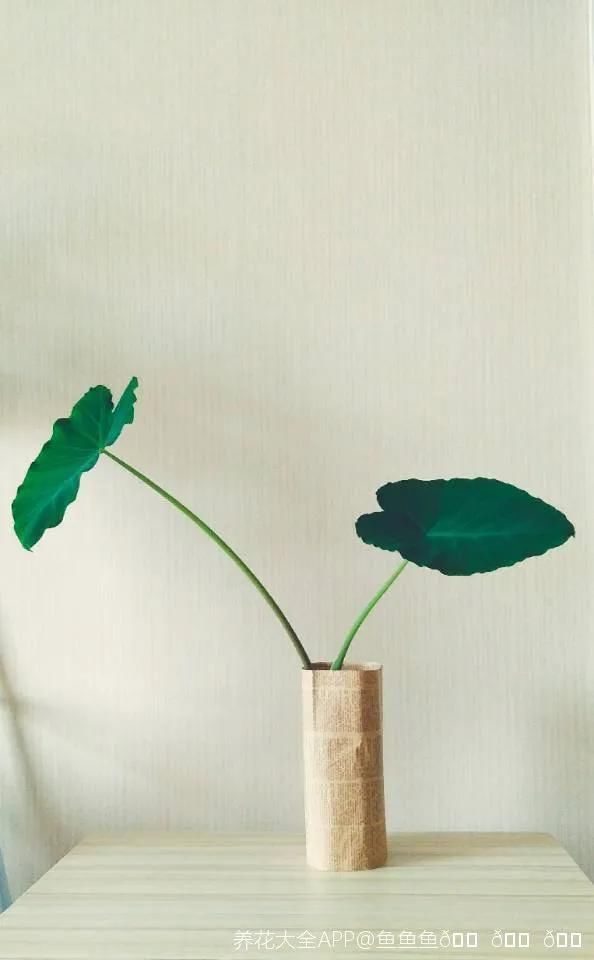 1粒花生丢水里,呼呼长成小森林,这艺术品给钱也不卖