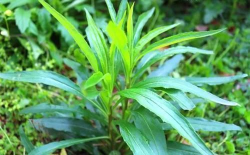 农村|农村稻田里的这个野菜,吃起来脆嫩爽口,你见过不一定吃过!