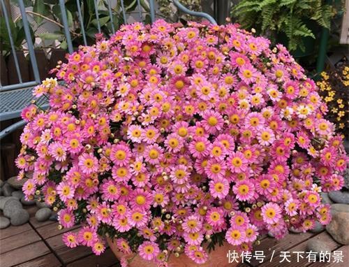 春天养花有3“忌”，及时避开花花长得旺，不然养一盆死一盆