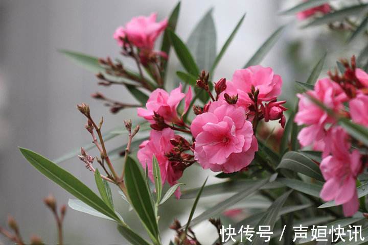 这四种花不能随意养!虽然外表好看,但实际上却是有毒的!