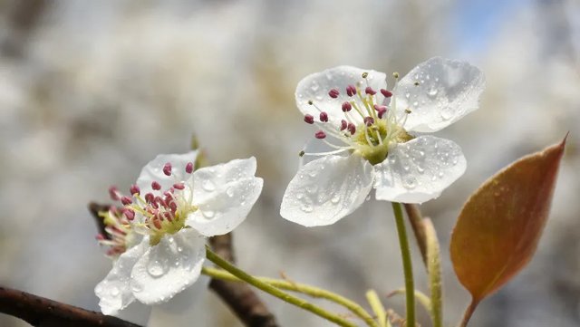 春到恩施赏百花：春色唐崖，如诗如画