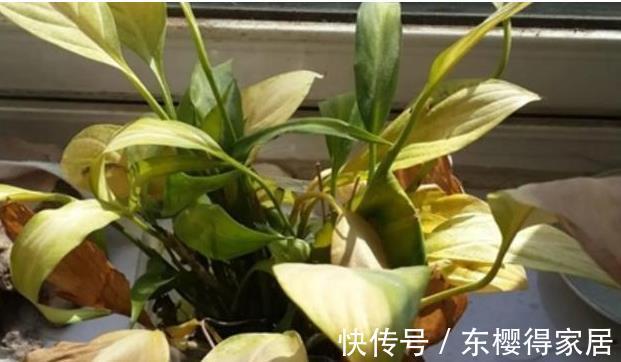 修剪|喜欢养花，先戒掉7个坏习惯，不然啥花也养不好，你占了几个？