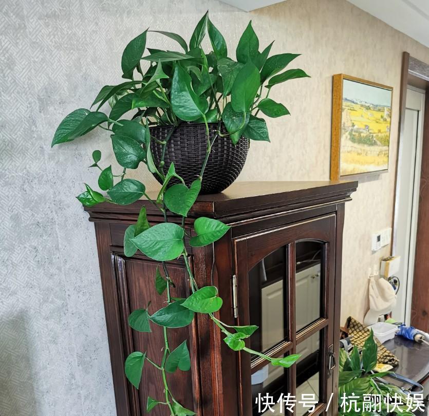 家里的绿萝都爆盆，剪下一小段，栽进盆里又能窜满盆！