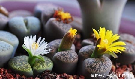 4种“漂亮花”,炎热夏天里,一浇一个死,管住手,花满头!