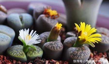 4种“漂亮花”，炎热夏天里，一浇一个死，管住手，花满头！