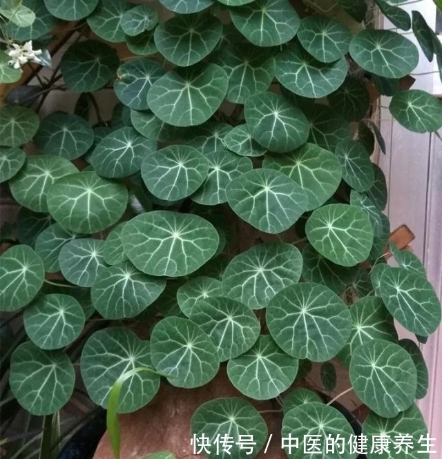 别养绿萝了,这20种耐阴植物,养在家里更合适!