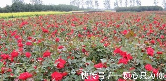 绿化带的月季没人管也开得很好，为啥自己家的月季就那么难养呢