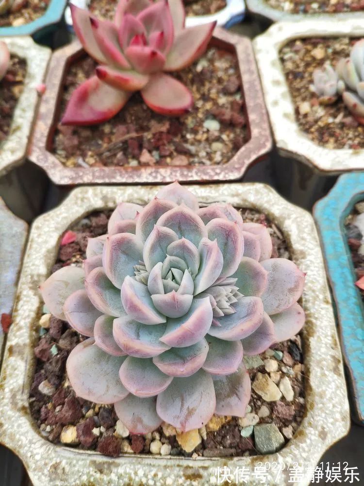多肉是戒不掉的瘾！多肉小白入坑一年小记！