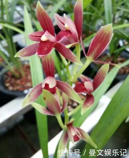 魂兰花|此兰花“一苗难求”,花开有其香,是顶级红素,曾被炒到百万