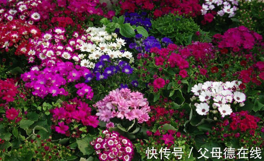 适合冬天的8种花,养护简单又省心,香味浓郁花还美,值得拥有