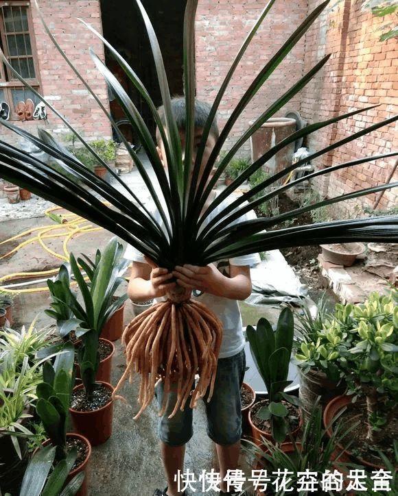 休眠期|养君子兰趁现在,多做2件事,长成大白菜,满盆冒花箭