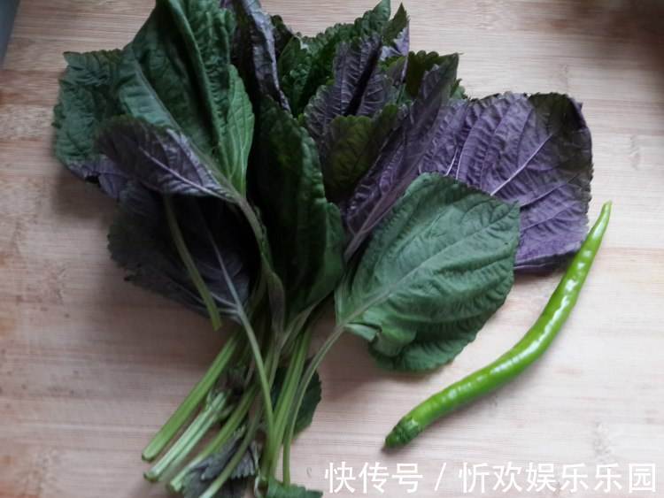 花盆|烧烤必备的紫苏叶,花盆里随便一种就是一大盆,实用又方便!