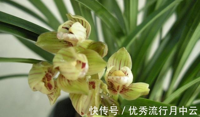 建兰老品种“金荷”,花型优美,物美价廉,花开后满屋飘香!