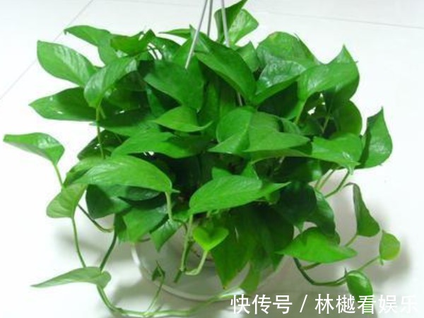 二氧化碳|“一颗绿萝七个鬼”,家中为啥不能放绿萝有什么讲究吗