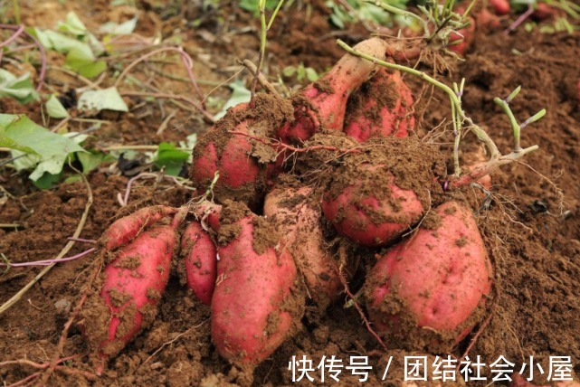 医生|北漂夫妻双双患高血脂,医生:煮粥放1物,钢铸的血管也撑不住