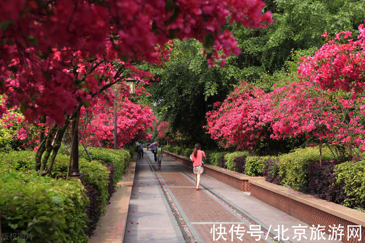 梅花引|三角梅的香和美