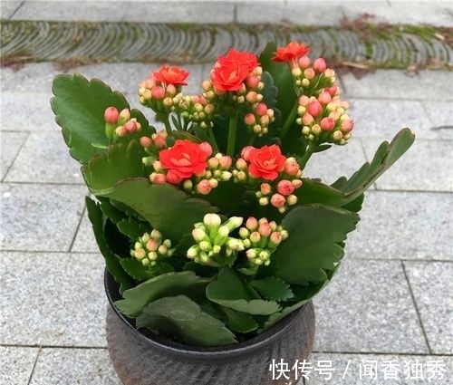 长寿花|长寿花“12月”不长花苞？赶紧狠心“虐一虐”