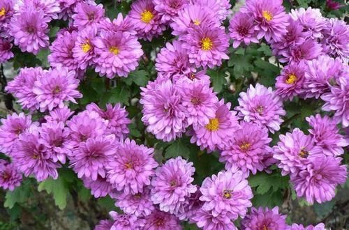 此花好看又好养，花比也还多，一开就爆盆，是阳台盆栽新宠！