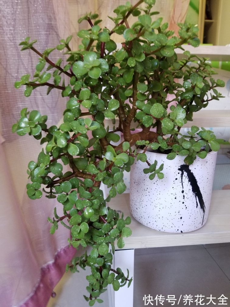 名里带“金”的4种花，有富贵招财好兆头，当年宵花正合适