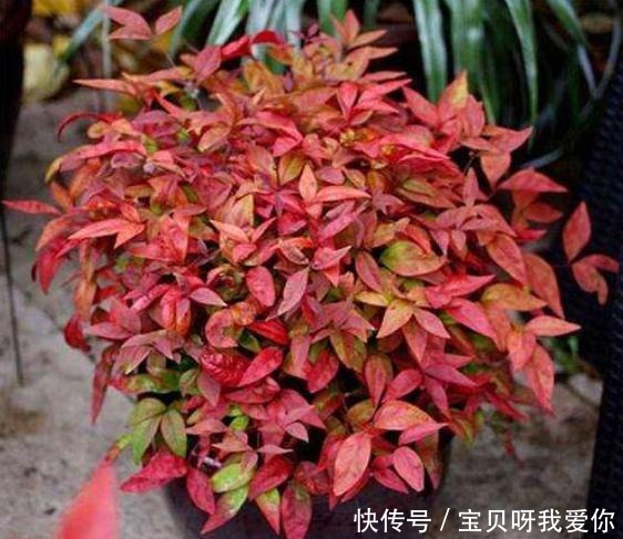 最合适|4种花“不怕冻”,冬天下雪会更美,养护也简单,北方养最合适