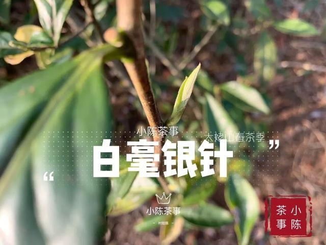 新茶|早上市的白茶，是“作”出来的，分享春茶季的三个真实小故事！