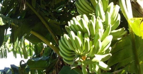 便秘|香蕉和此物一起煮，便秘跑了咳嗽好了，但要注意“1不”，别忘记