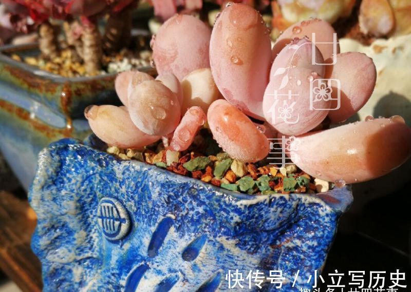 养多肉七八年,发现还是这样的花盆好使,透气易控水,好上色不烂