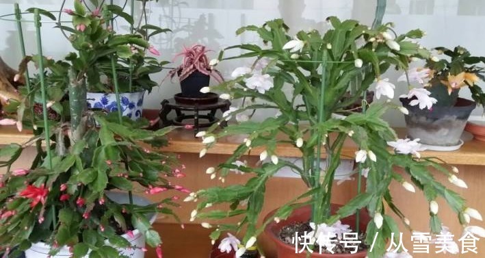 老花农|蟹爪兰不开花真愁人,别急,试试3种好方法,不久就能花开满枝头