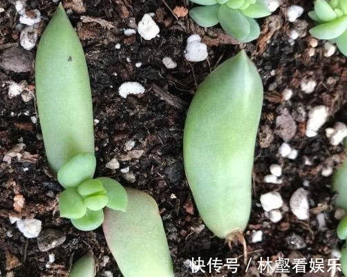 多肉千佛手|多肉千佛手怎么叶插教你3个小步骤,千佛手生根迅速长势茂盛